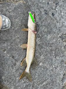 Northern Pike