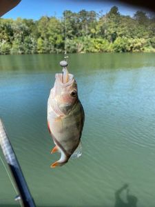 European Perch