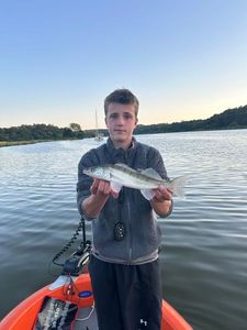 Zander