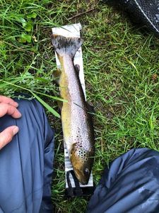 Brown Trout