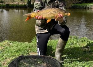 Common Carp