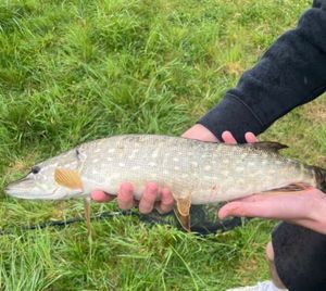 Northern Pike