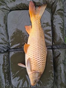 Common Carp