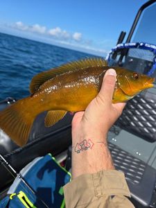 Cuckoo Wrasse