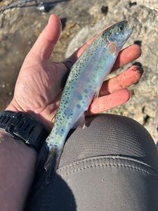 Rainbow Trout