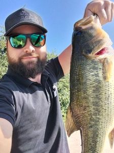 Largemouth Bass