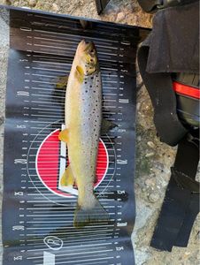 Brown Trout