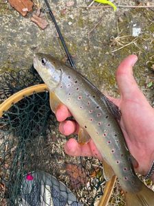 Brown Trout