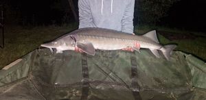 Sturgeon
