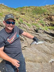 European Bass (Seabass)