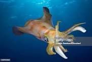 European Squid