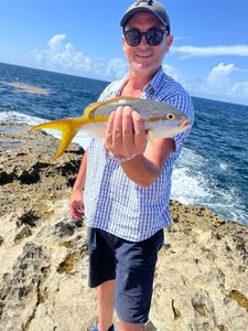 Yellowtail Snapper