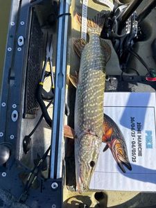 Northern Pike