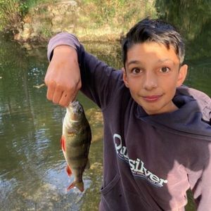 European Perch