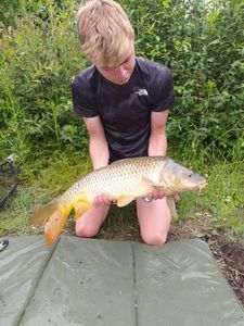 Common Carp