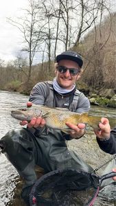 Brown Trout
