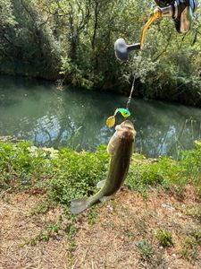 Largemouth Bass
