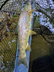Brown Trout