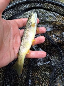 Brown Trout