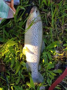 Brown Trout