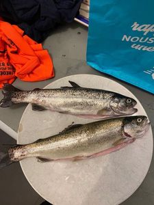 Rainbow Trout