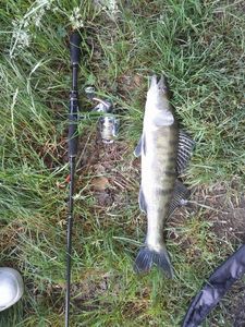 Zander