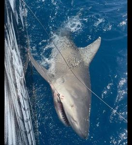 Bull Shark