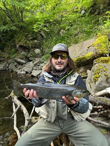Brown Trout