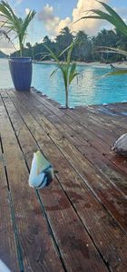 Clown Triggerfish