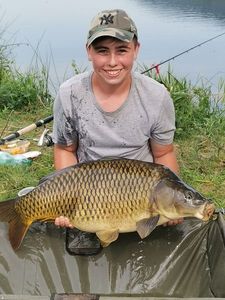 Common Carp