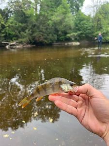 Yellow Perch