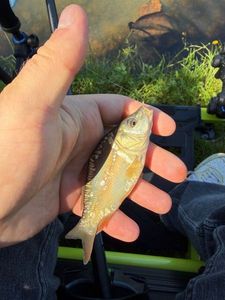 Mirror Carp