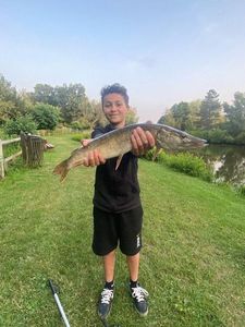 Northern Pike