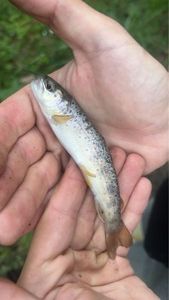 Atlantic Salmon (Juvenile)