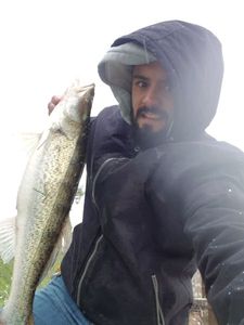 Zander