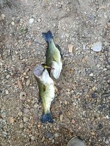 Largemouth Bass