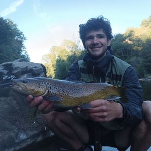Brown Trout