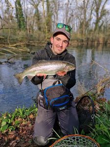 Rainbow Trout