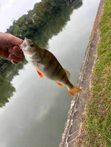 European Perch
