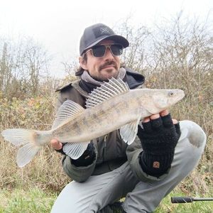 Zander