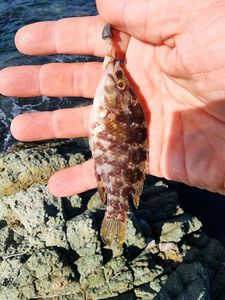 Corkwing Wrasse