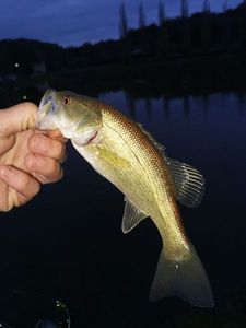 Largemouth Bass