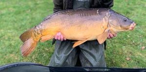 Mirror Carp