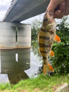 European Perch