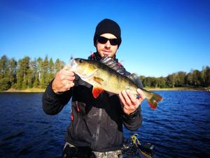 European Perch