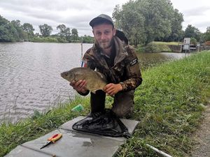 Common Bream