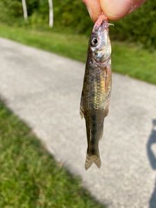 Gudgeon