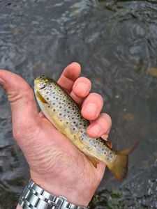 Brown Trout