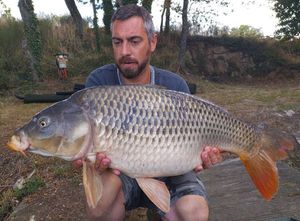 Common Carp