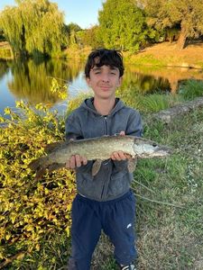 Northern Pike